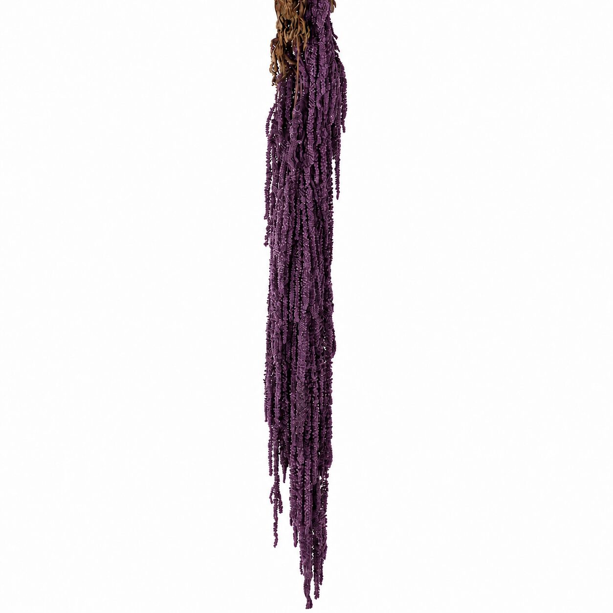 Fiore di Amaranthus stabilizzato