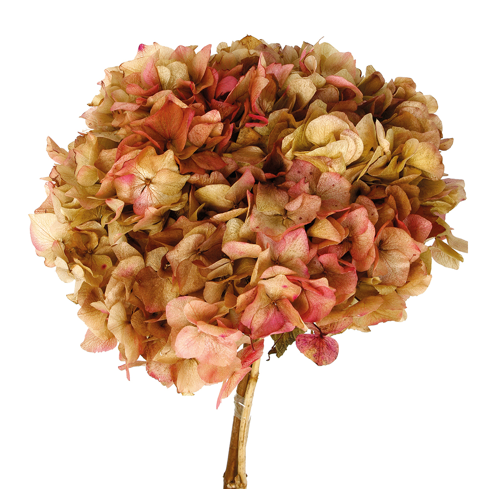 NearlyNatural 4782 Goccia Di Ortensia Artificiale – Composizione Lunga 28 Cm, Colore Bianco, Finto Fiore Fresco Per Decorare Porte, Camini E Centrotavola