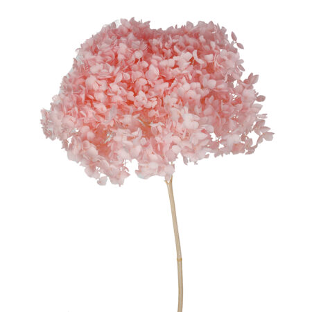 Ortensia stabilizzata Premium rosa