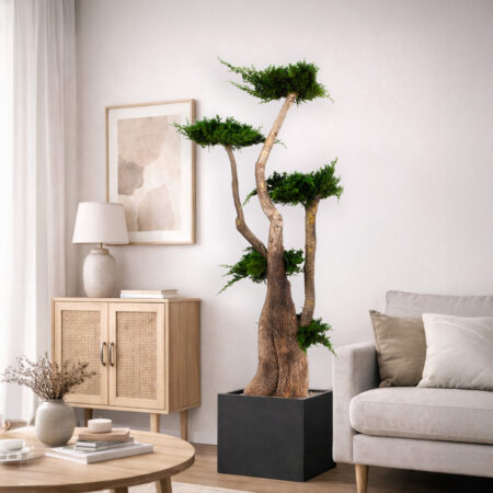 albero-ginepro-stabilizzato-160-cm