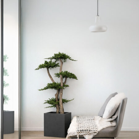 albero-ginepro-stabilizzato-100-cm