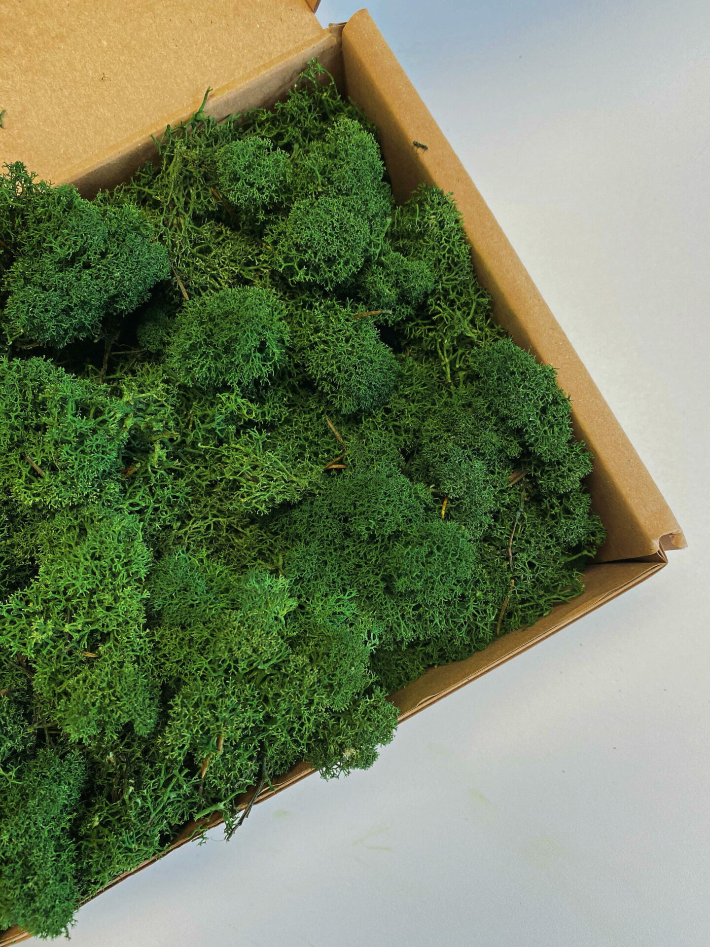 Muschio stabilizzato - lichene - Verde prato - Peso: 100g