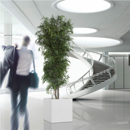 Albero Nicoly stabilizzato 180 cm