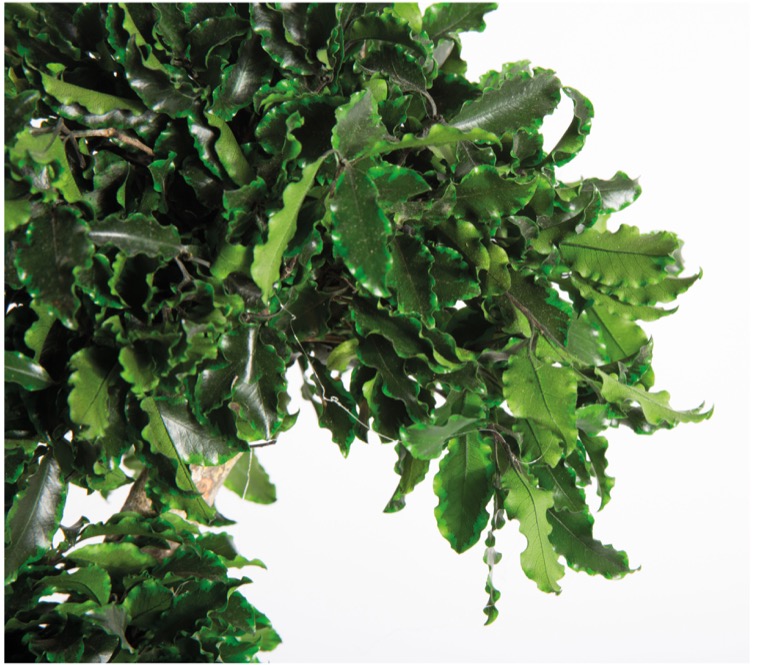 Stabilized Pittosporum Tree 180 cm