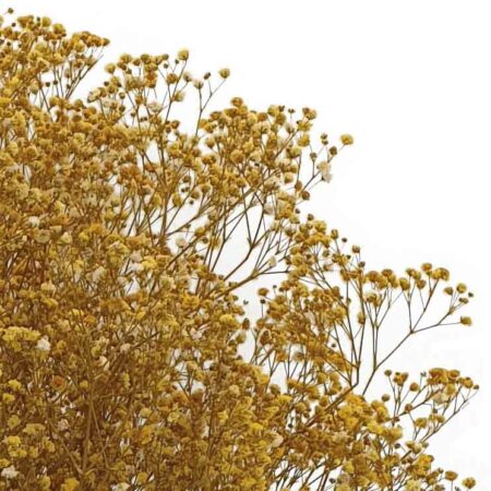 Preserved Mini Gypsophila