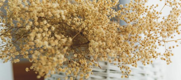 Gypsophila stabilizzata matrimonio