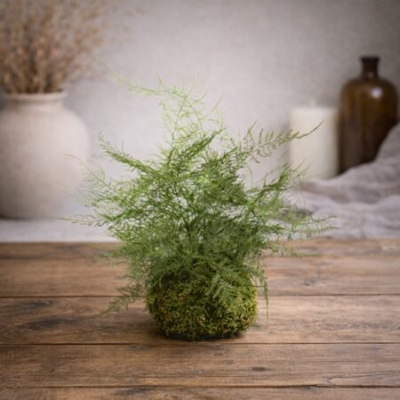 Kokedama Asparago stabilizzato