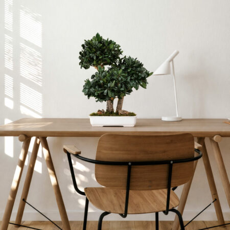 bonsai-tobira-stabilizzato-50-cm