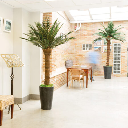 Phoenix Palm 240 cm