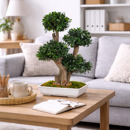 bonsai-tobira-stabilizzato-70-cm