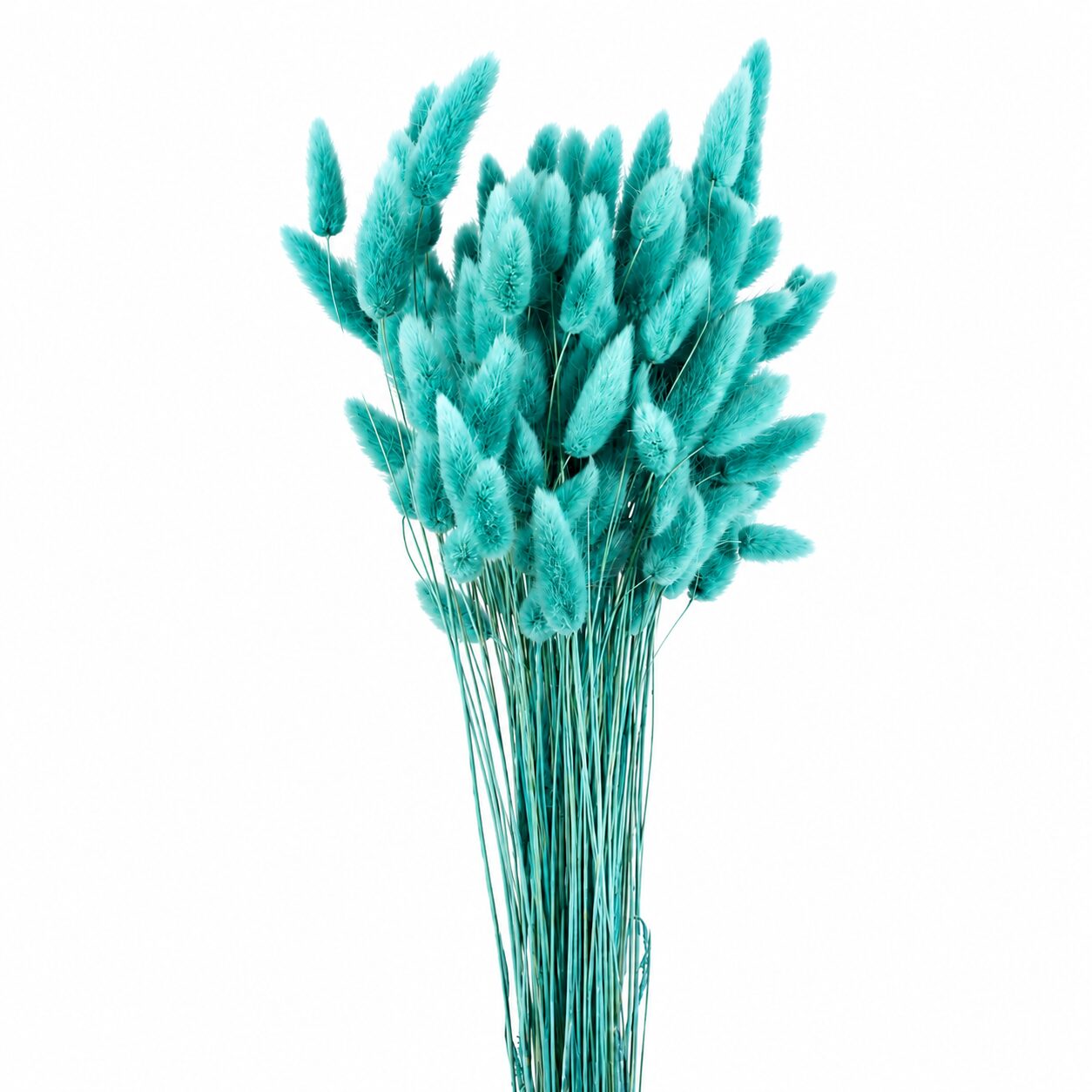 Lagurus stabilizzato