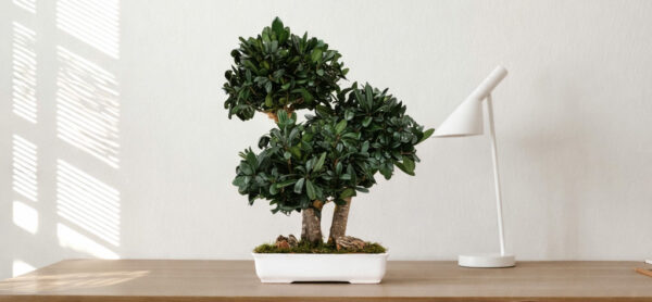 Bonsai e Piante stabilizzate