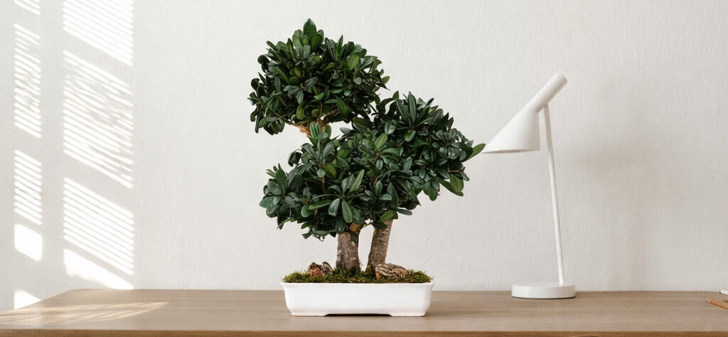 Bonsai e Piante stabilizzate