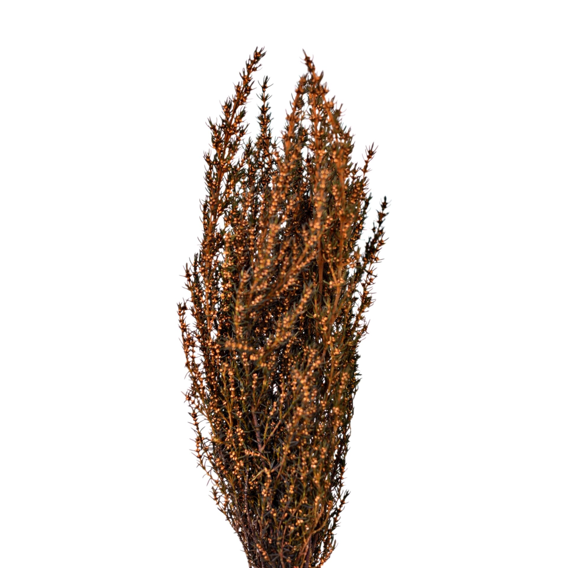 Grabia Arancione