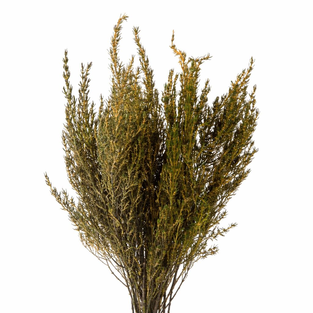 Grabia Gialla