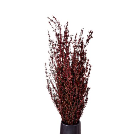 Grabia Rosa