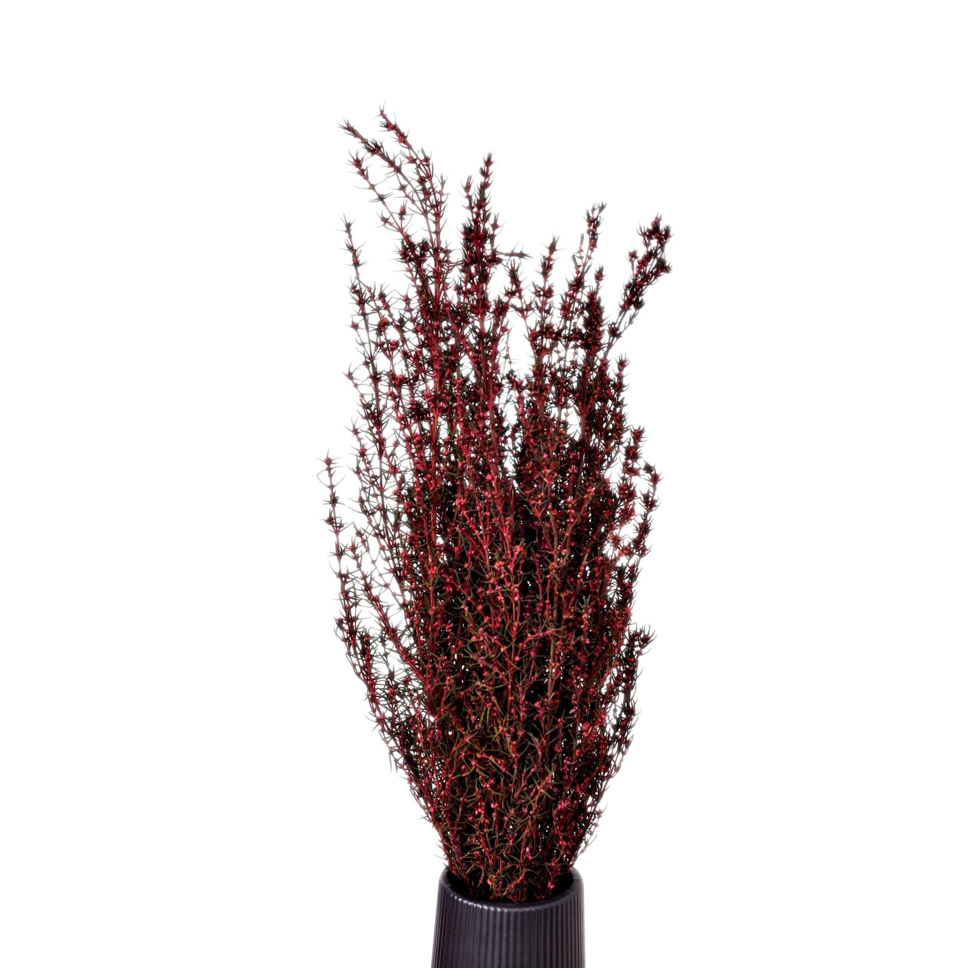Grabia Rosa