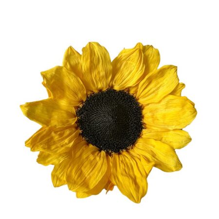 Girasole stabilizzato