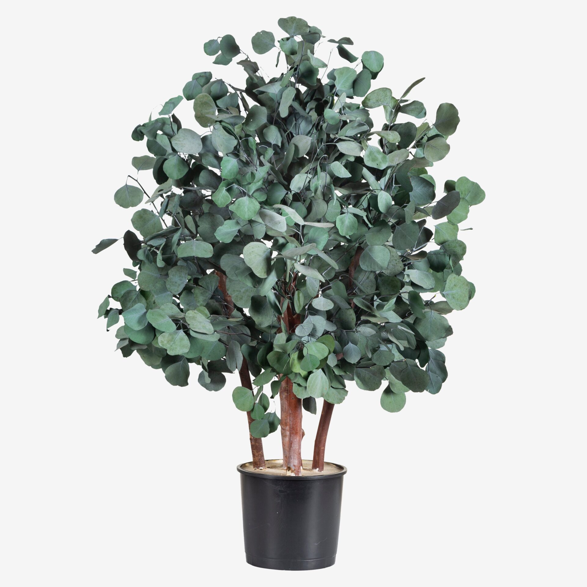 Albero Popolus 100 cm