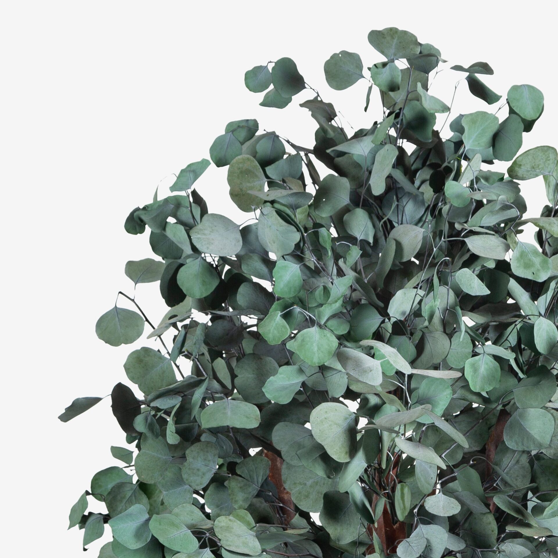 Albero Popolus 100 cm