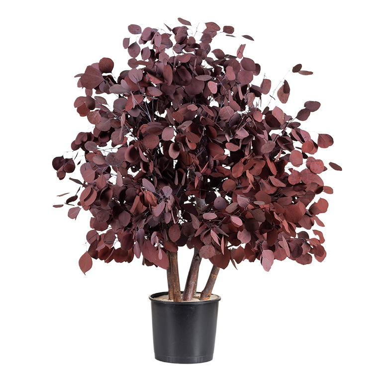 Albero Populus rosso 100 cm