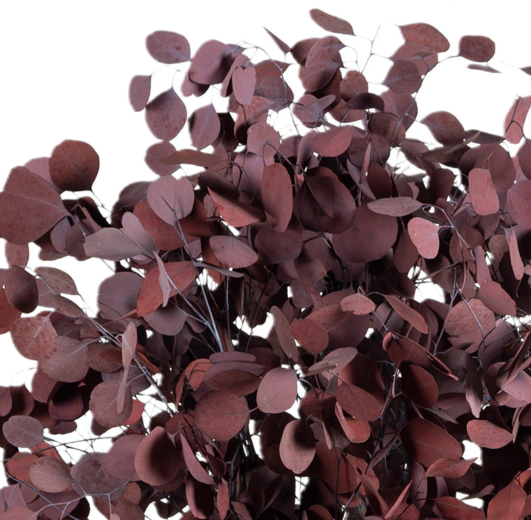 Albero Populus rosso 100 cm