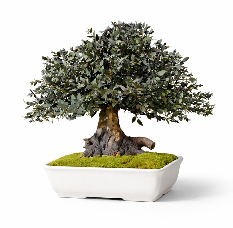 Bonsai Parvifolia 40 cm - immagine 3