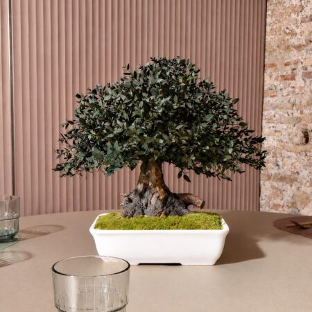 Bonsai Parvifolia 40 cm