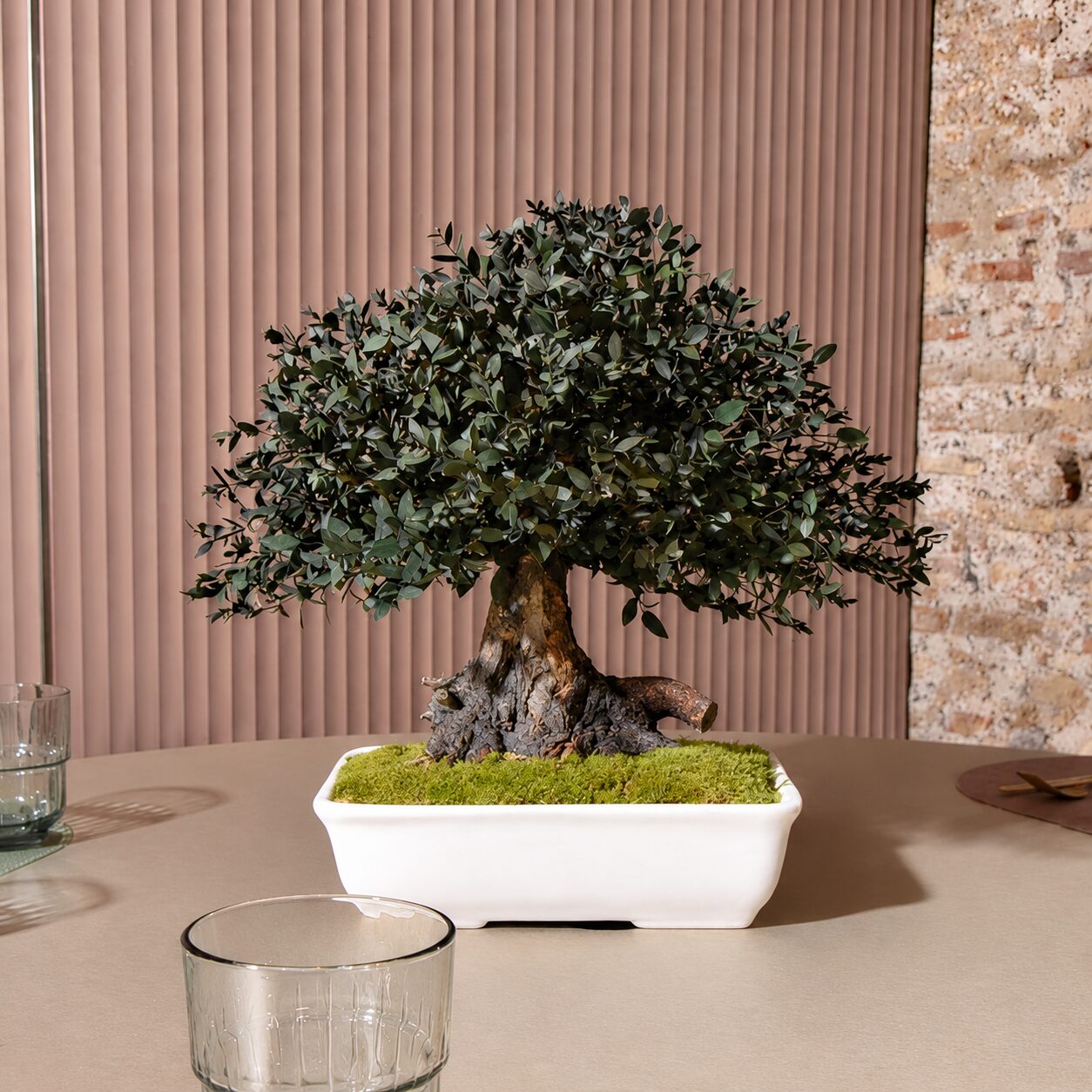 Bonsai Parvifolia 40 cm