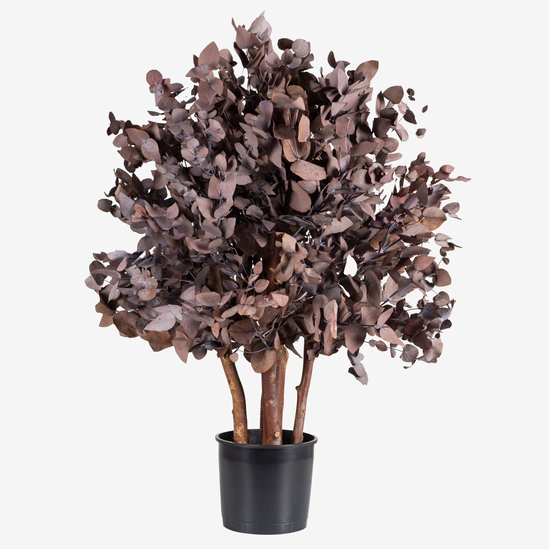 Albero Cinerea 100 cm stabilizzato