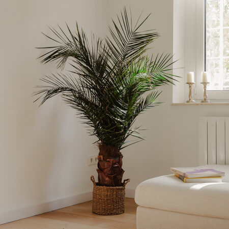 Palma Phoenix 150 cm