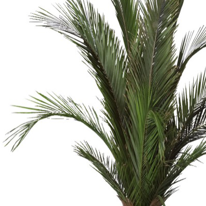 Palma Phoenix 150 cm